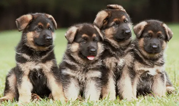 gsd puppies