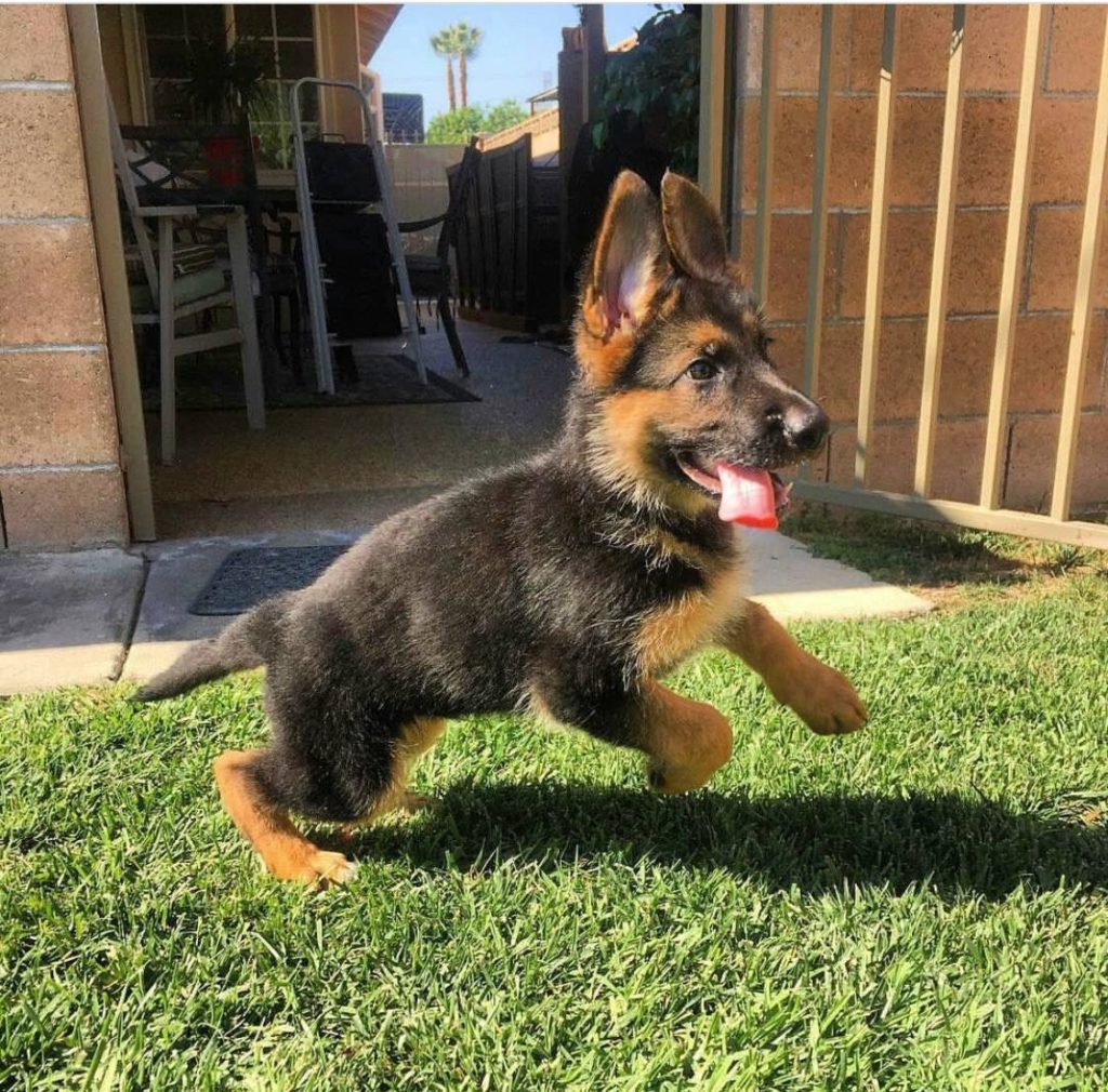 german shepherd puppy