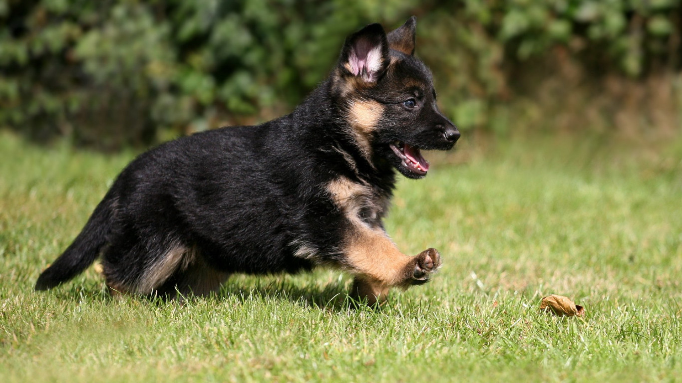 German Shepherd Puppies: Must-Know Information!