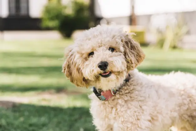 happy-dog-having-fun-park