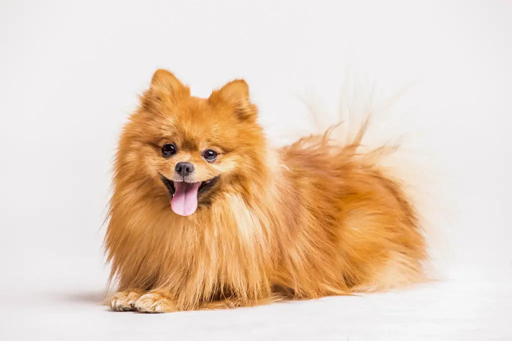 pomeranian dog breed