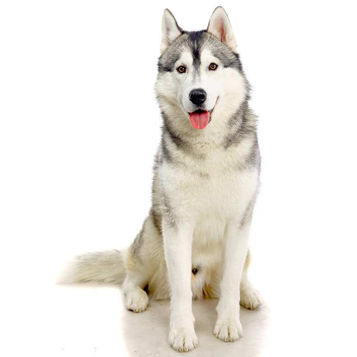 husky dog