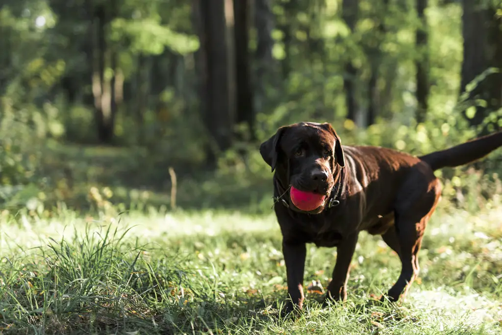 brown labrador outdoor