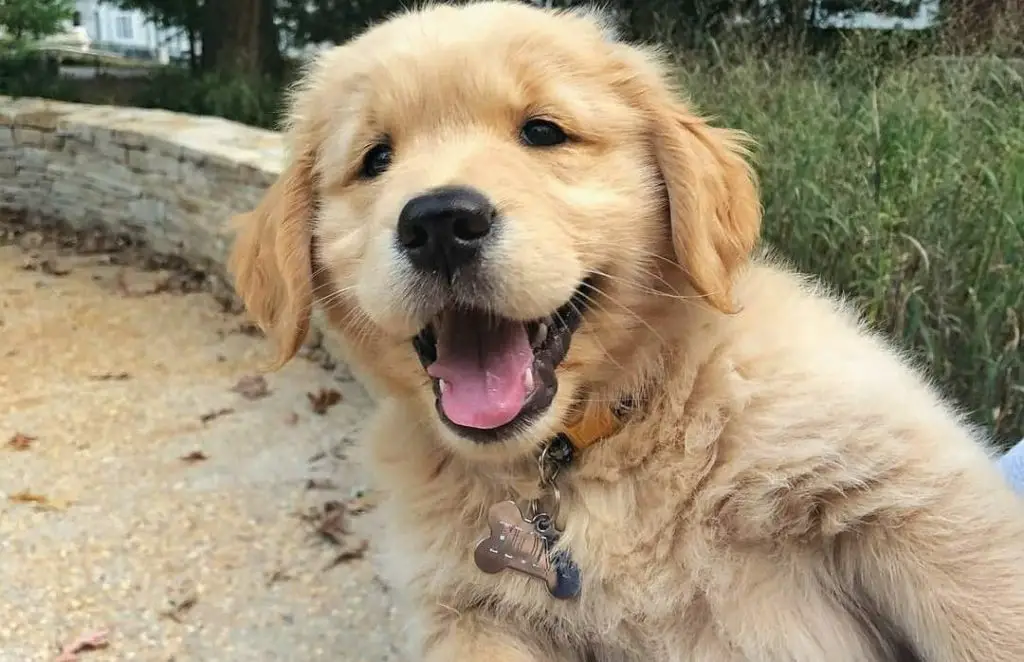 golden retriever puppy face