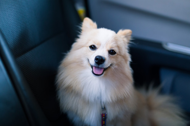 pomeranian-dog-breed