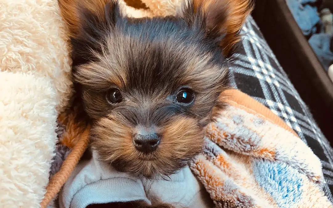 How Much Do Teacup Yorkies Cost?  Puppy4Homes