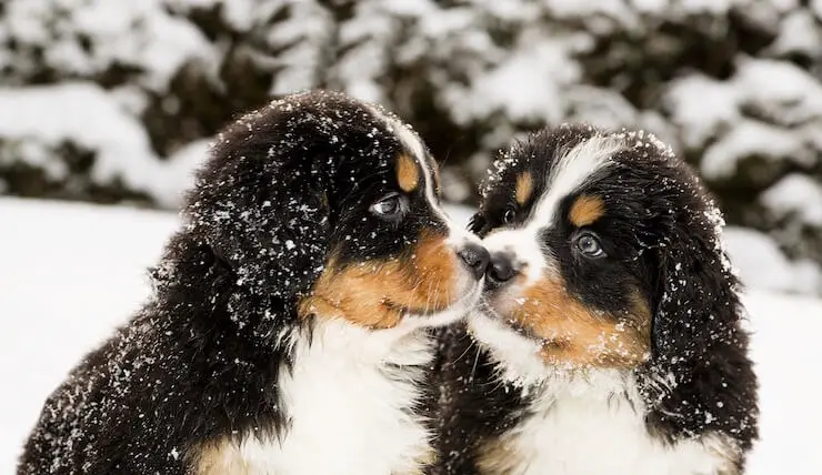 Bernedoodles