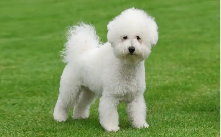 How Much Do Bichon Frise Cost Puppy4Homes