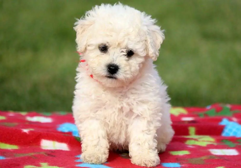 How Much Do Bichon Frise Cost Puppy For Homes