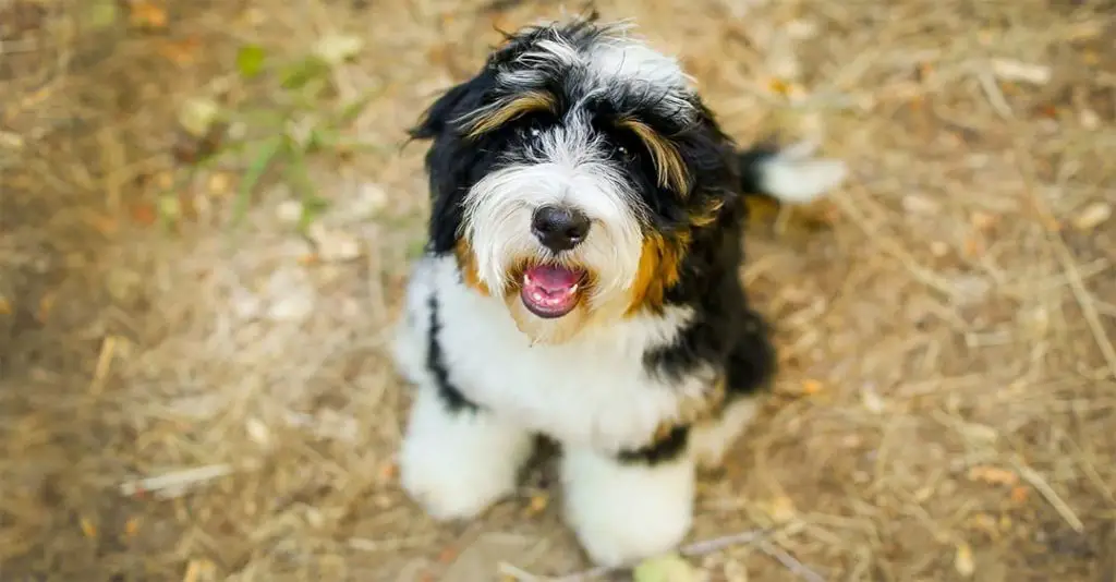 Do-Bernedoodles-Need-Grooming-large