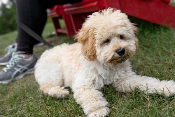 Maltipoo-laying-at-park