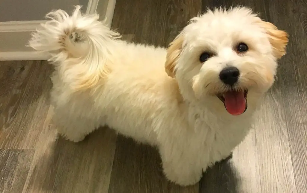 Maltipoo_Dog_-_Poodle_Maltese_Mix_Breed