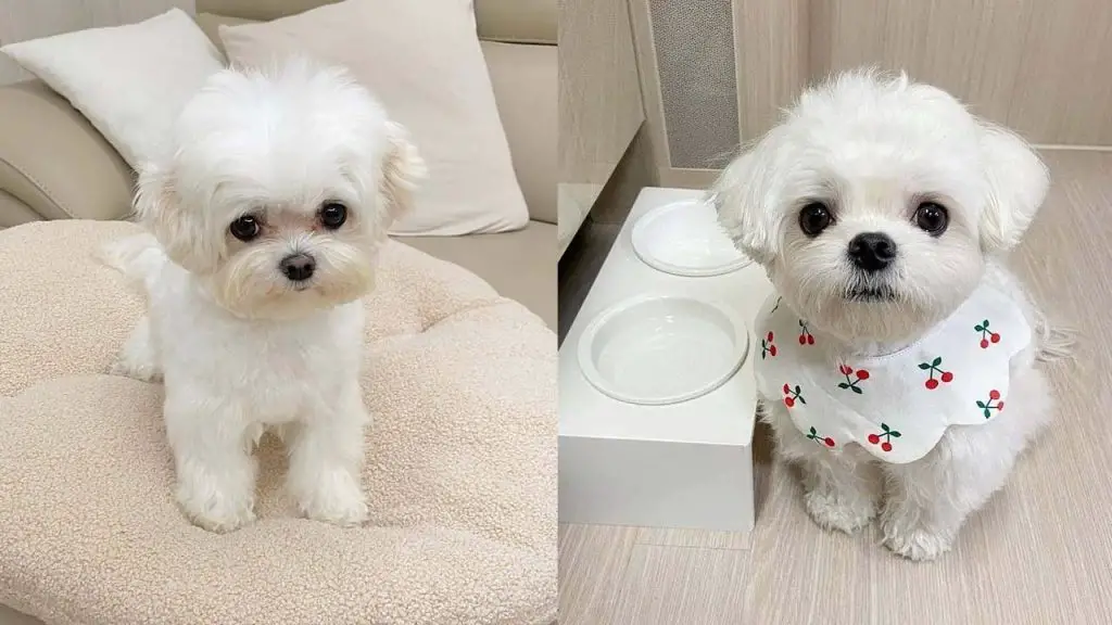 know-how-much-maltese-cost-puppy4homes