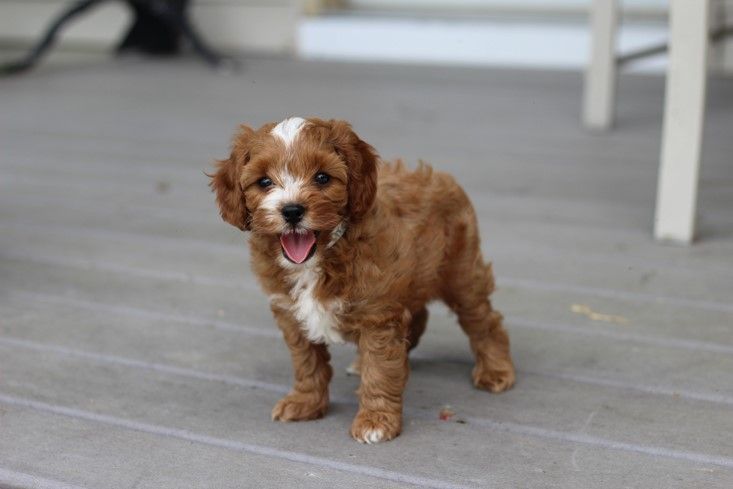 How Much Does A Cavapoo Cost? - Puppy4Homes