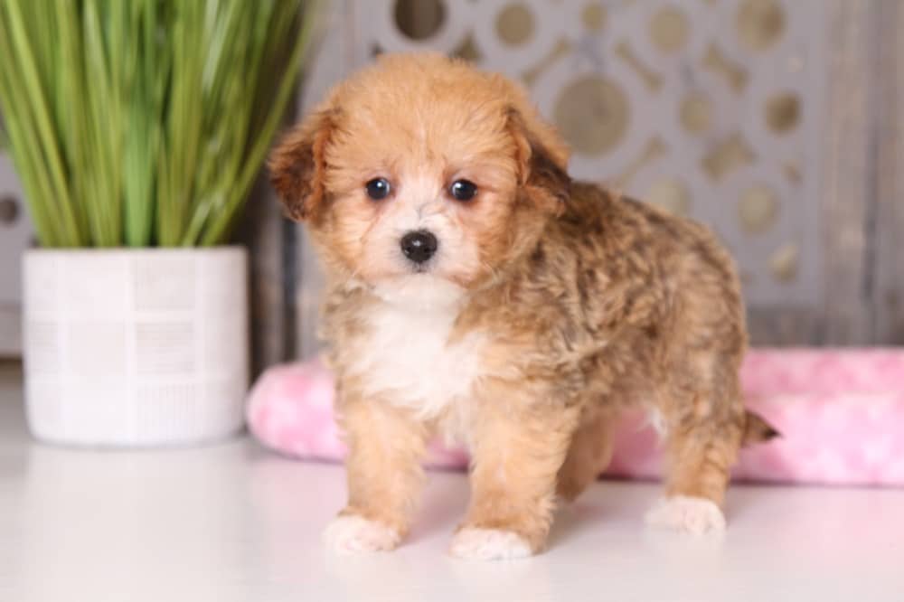 yorkipoo cost