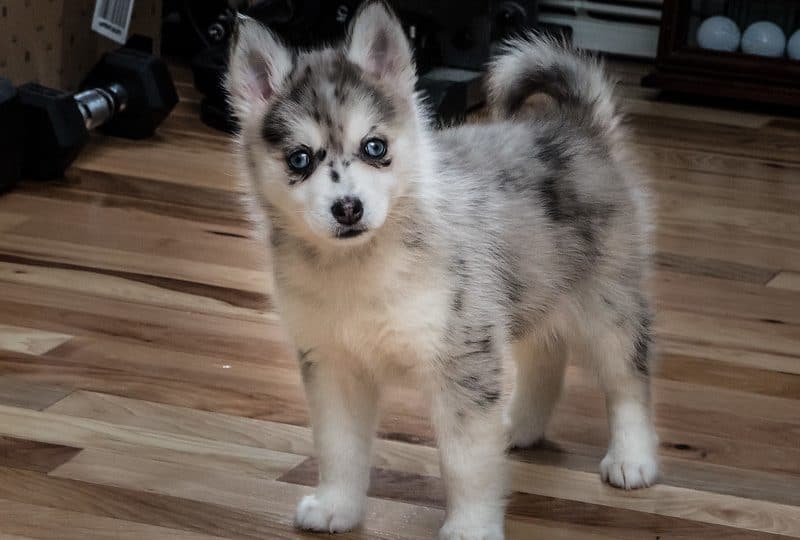 pomsky puppies