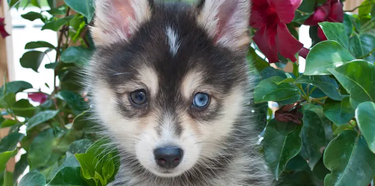 pomsky cost