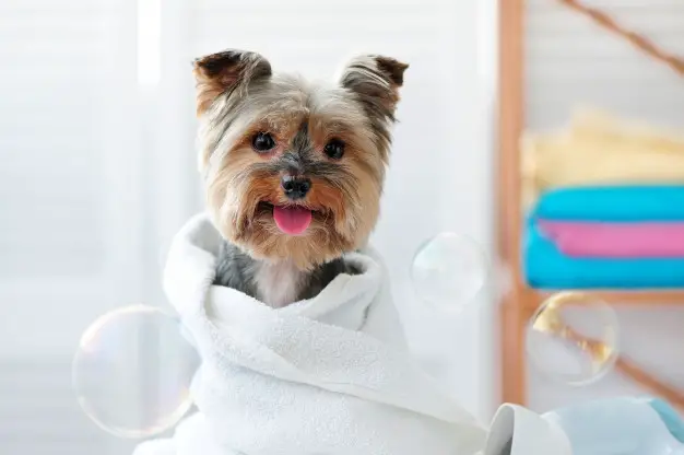 smiling-dog-after-bath-showing-tongue