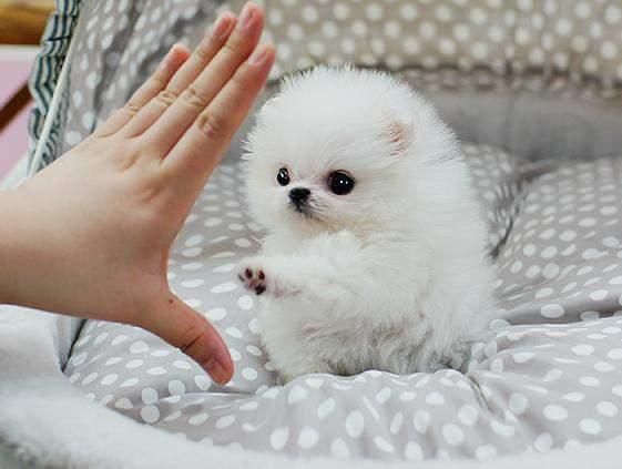 How Much Do Teacup Pomeranians Cost? Puppy4Homes