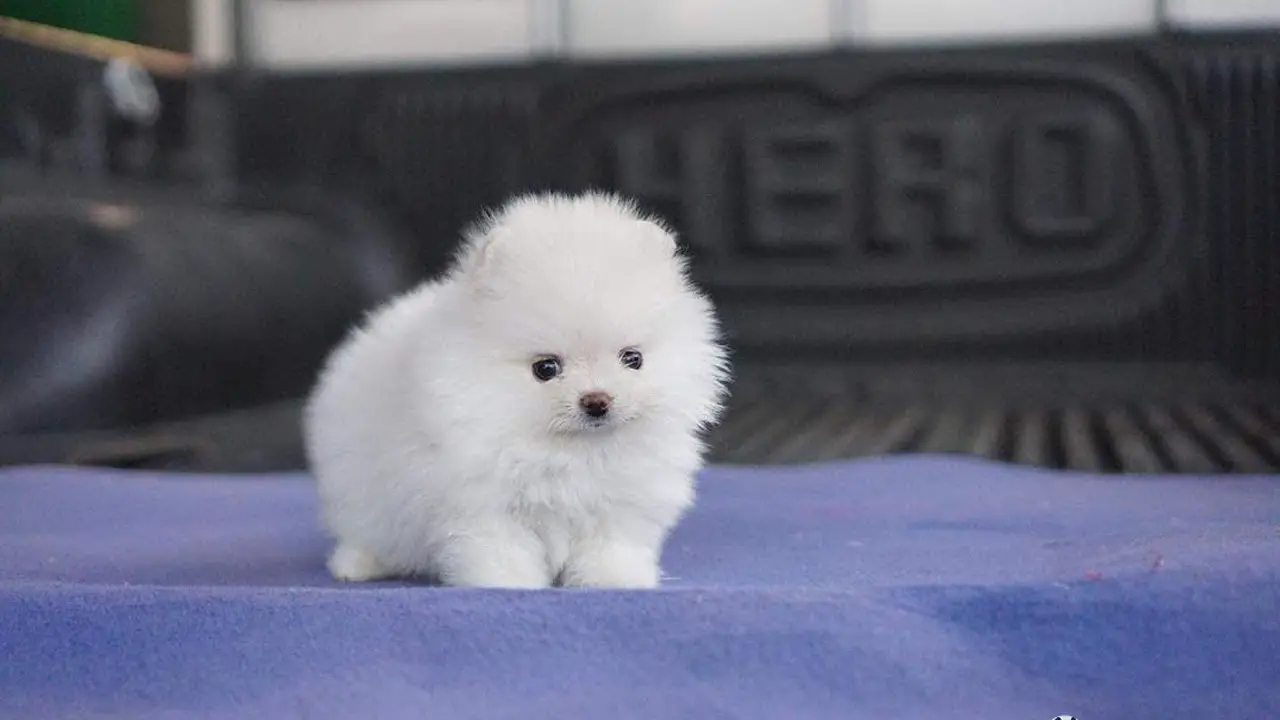 How Much Do Teacup Pomeranians Cost? Puppy4Homes