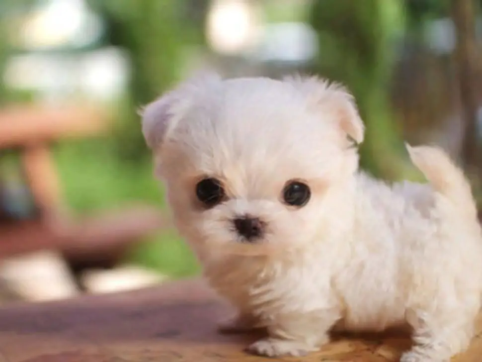 teacup-pomeranian-cost