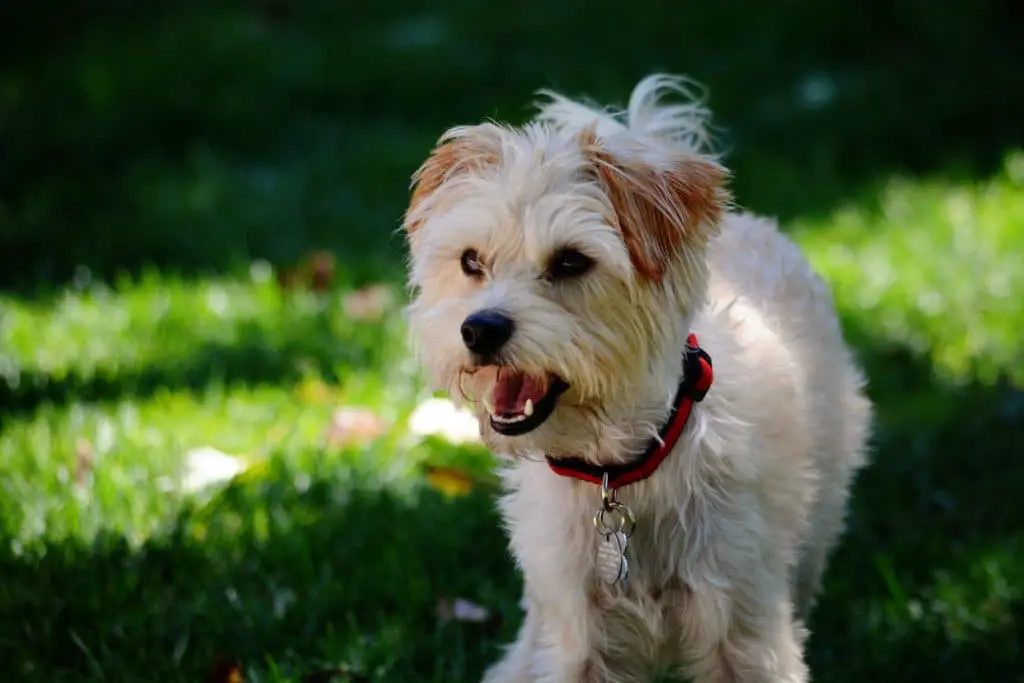 yorkie poo dog breed