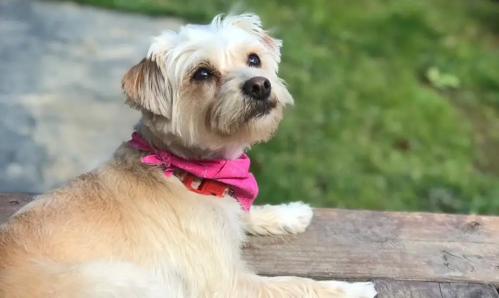 yorkie-poodle-mix-dog