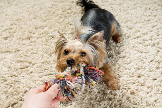 yorkshire-terrier-is-playing-with-toy-carpet