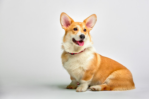 adopt-a-corgi