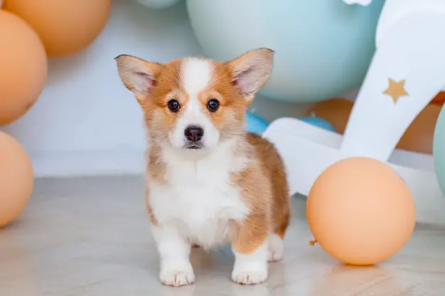 adopt-a-corgi