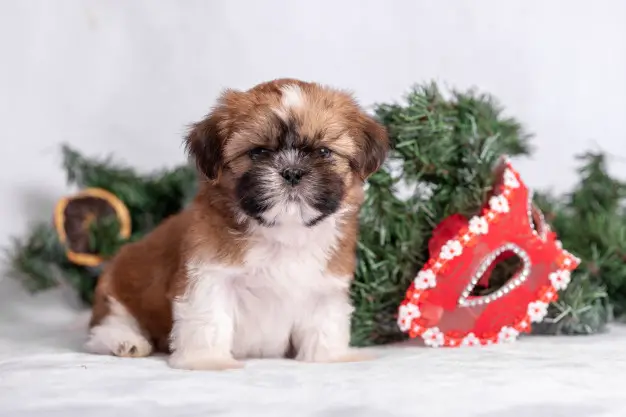 adopt-a-shih-tzu1