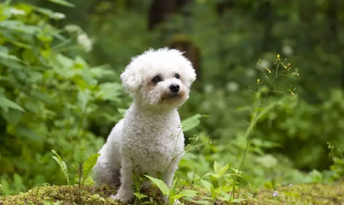 bichon-frise-puppies