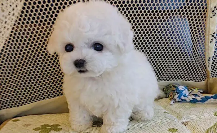 bichon-frise-puppies