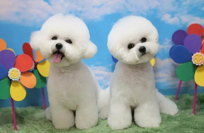 bichon-frise-puppies