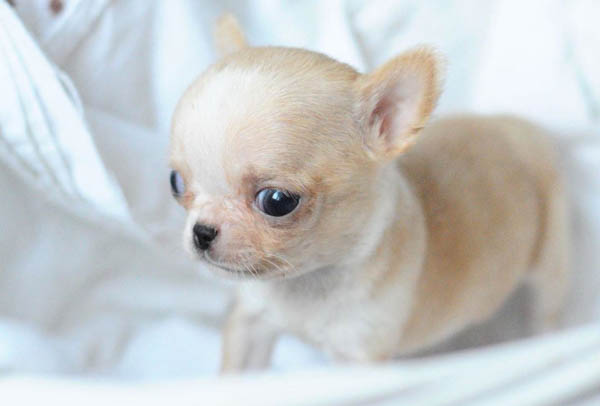 how-much-do-chihuahua-puppy-cost-puppy4homes