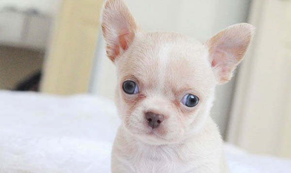 How Much do Chihuahua Puppy Cost? Puppy4Homes