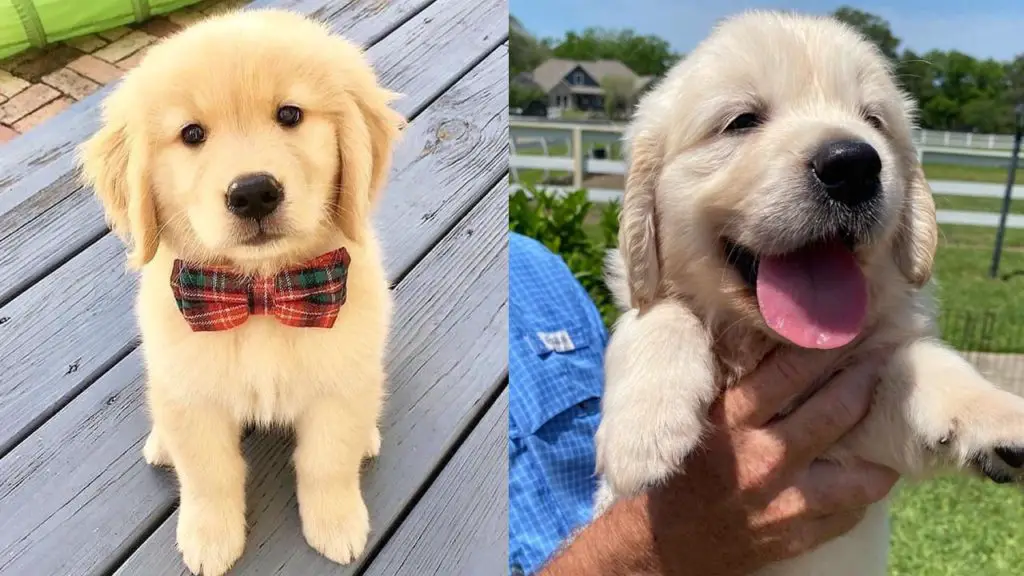 How Much do Golden Retriever Cost? Puppy4Homes