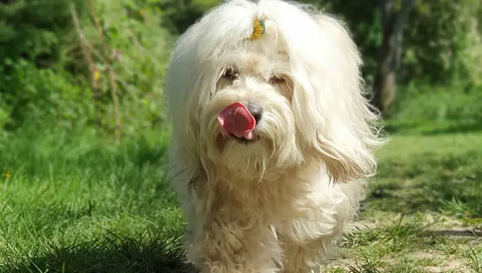 havanese-puppy