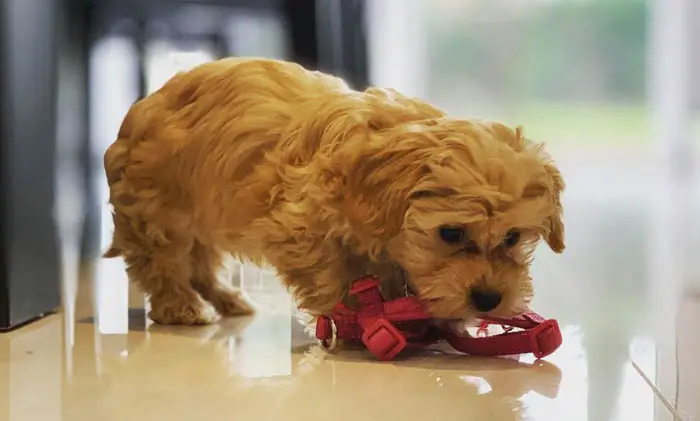 havanese-puppy