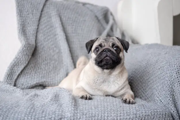 how-much-do-pug-price
