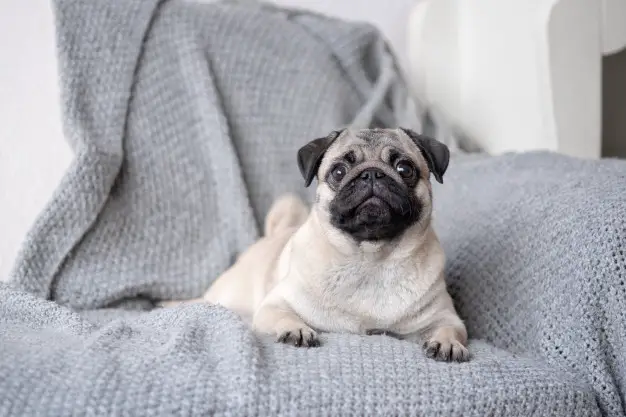 How Much Do Pug Cost? - Puppy4Homes