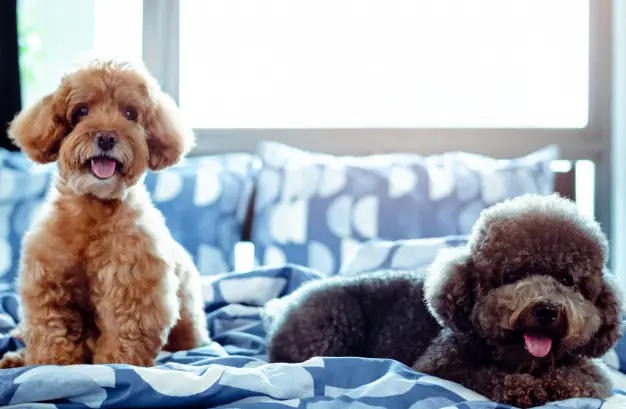 how-much-do-toy-poodle-1