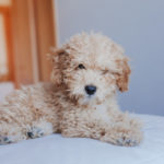 how-much-do-toy-poodle