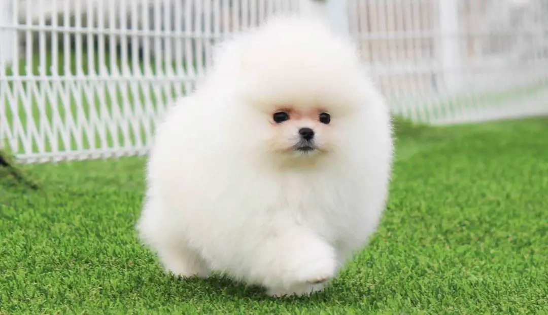 Pomeranian Cost 2 