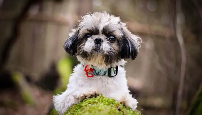 shih-tzu-dogs-