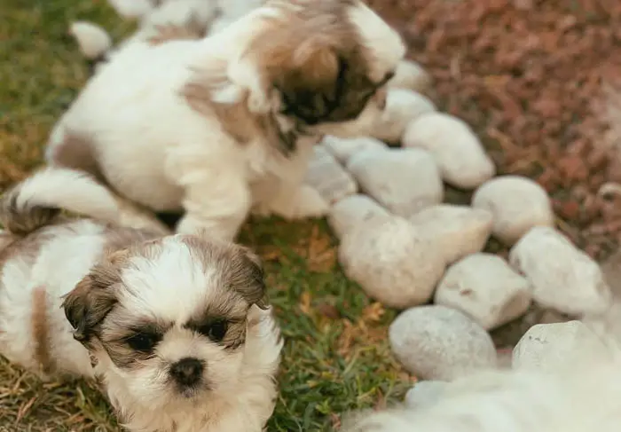 shih-tzu-dogs-