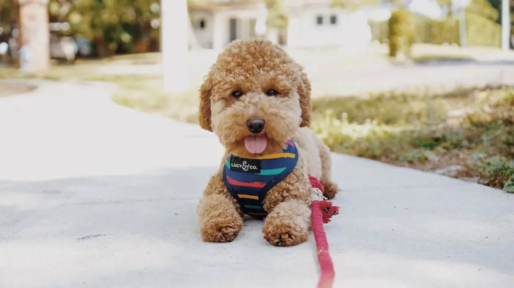 toy-poodle-cost-3