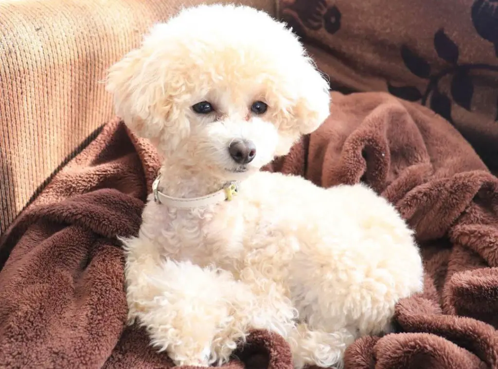 toy poodles for adoption        <h3 class=