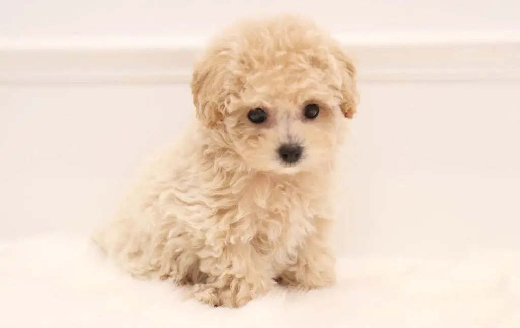 toy-poodle-cost-3