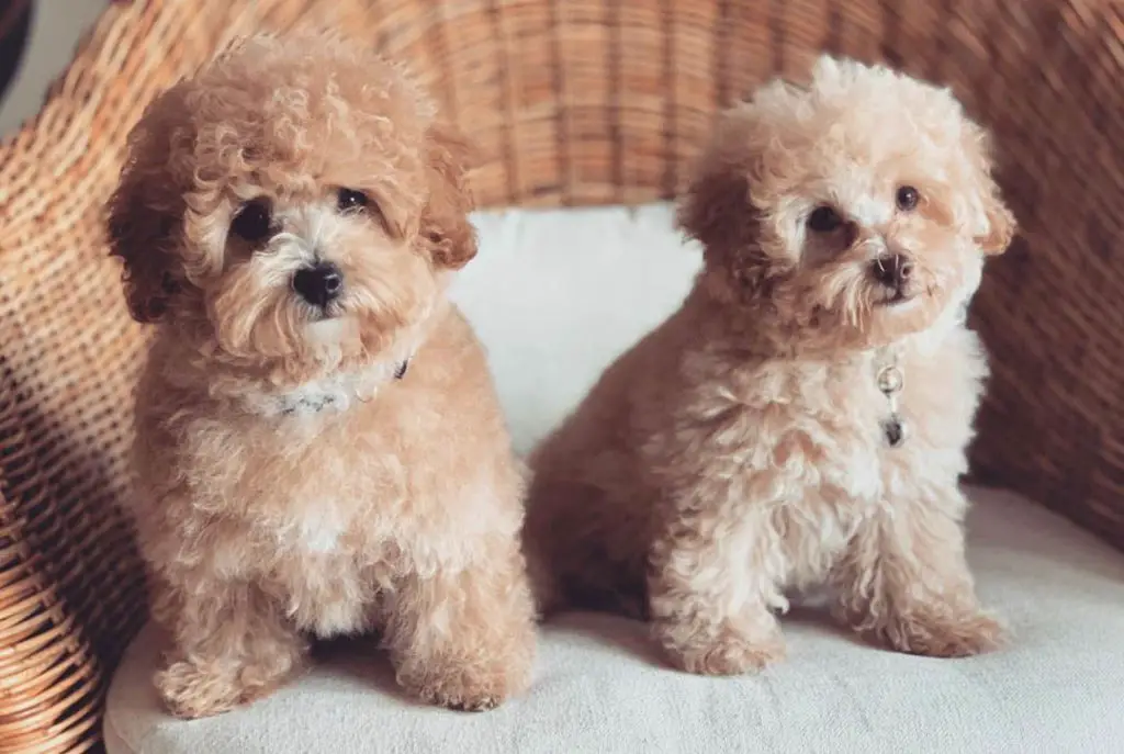 tips-to-adopt-a-toy-poodle-puppy-puppy4homes